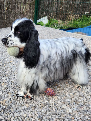 Étalon Cocker Spaniel Anglais - Des Merveilles De Gaya Sting dit scouby