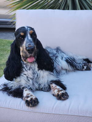 Étalon Cocker Spaniel Anglais - Taiga-tempête Du domaine des clayeux
