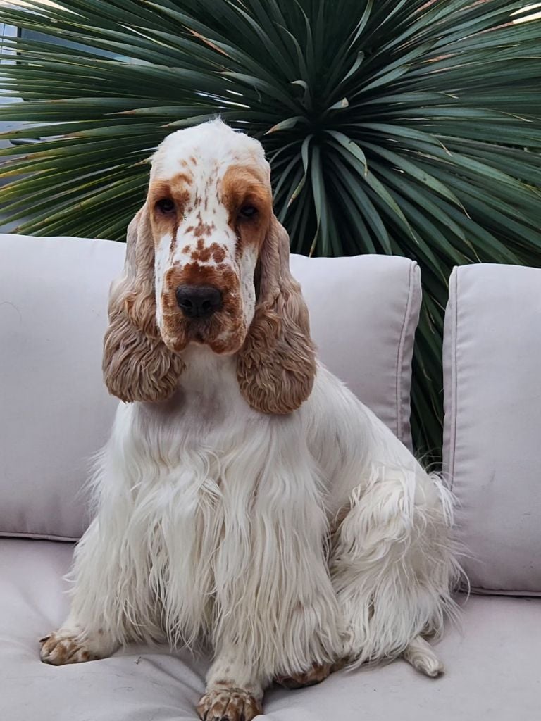 Ussel dit upsie Ar Ti Marellek