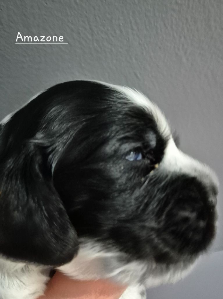 Aquarelle dit Amazone