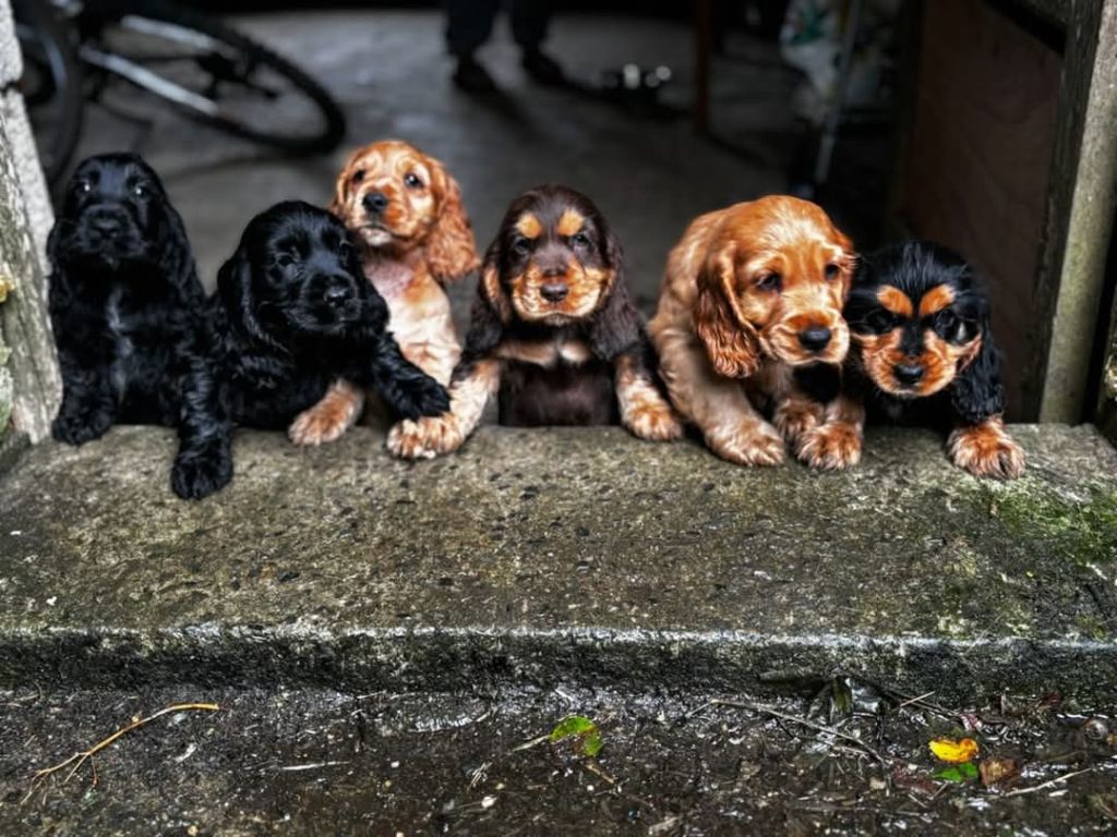 Publication : sindy cottin Auteur : sindy wolff