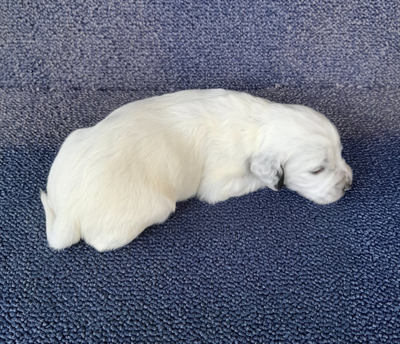 CHIOT 8