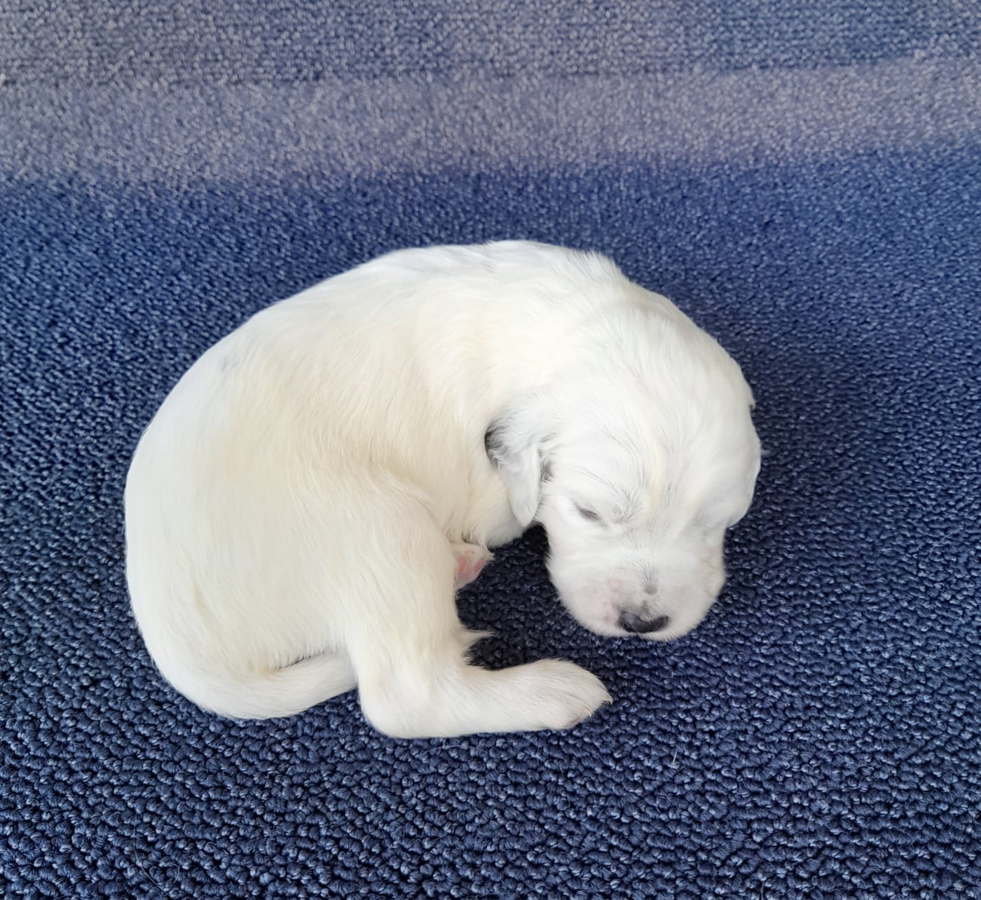 CHIOT 9