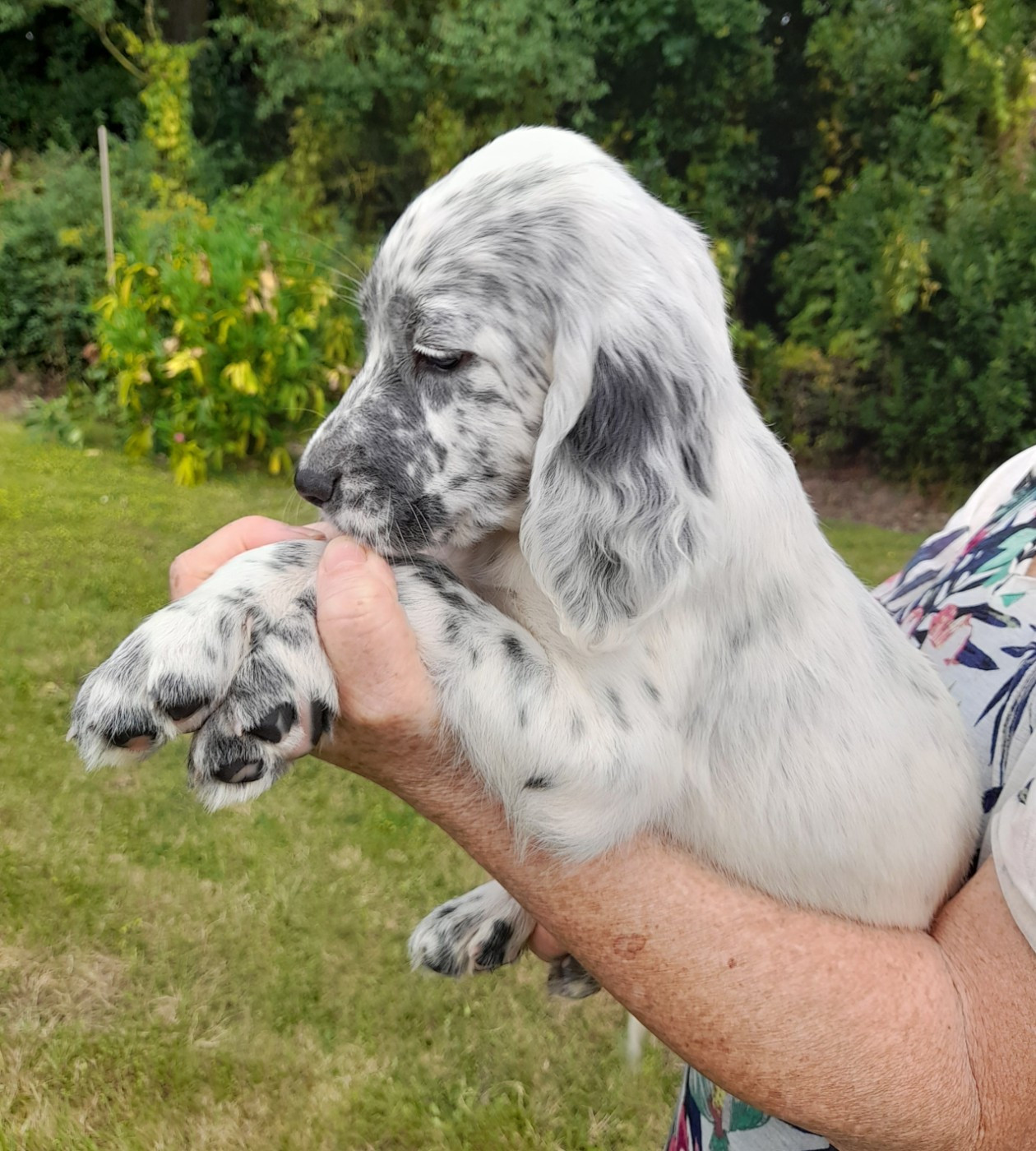 CHIOT 8 Bonnezeaux