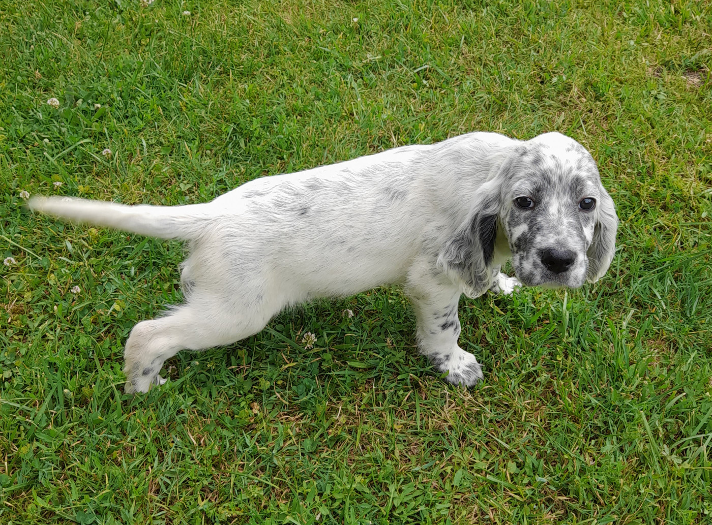 CHIOT 8 Bonnezeaux