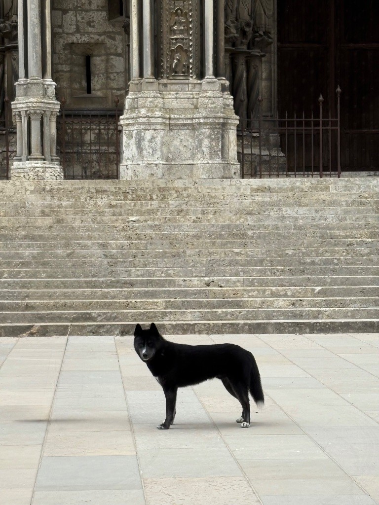 Publication : Laura Giudice