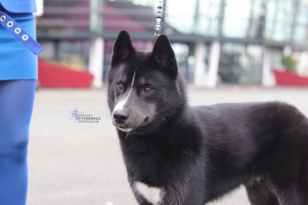 Publication : Laura Giudice