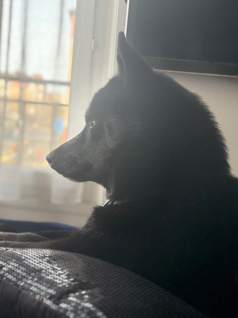 Publication : Laura Giudice