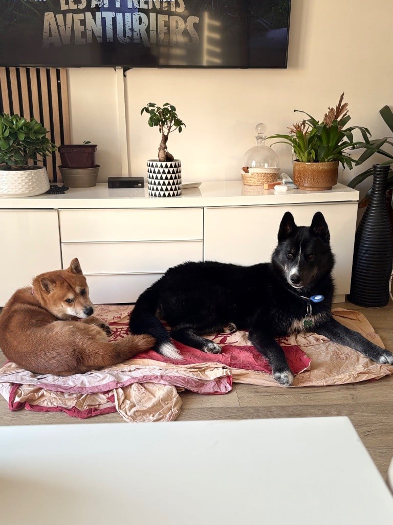 Publication : Laura Giudice