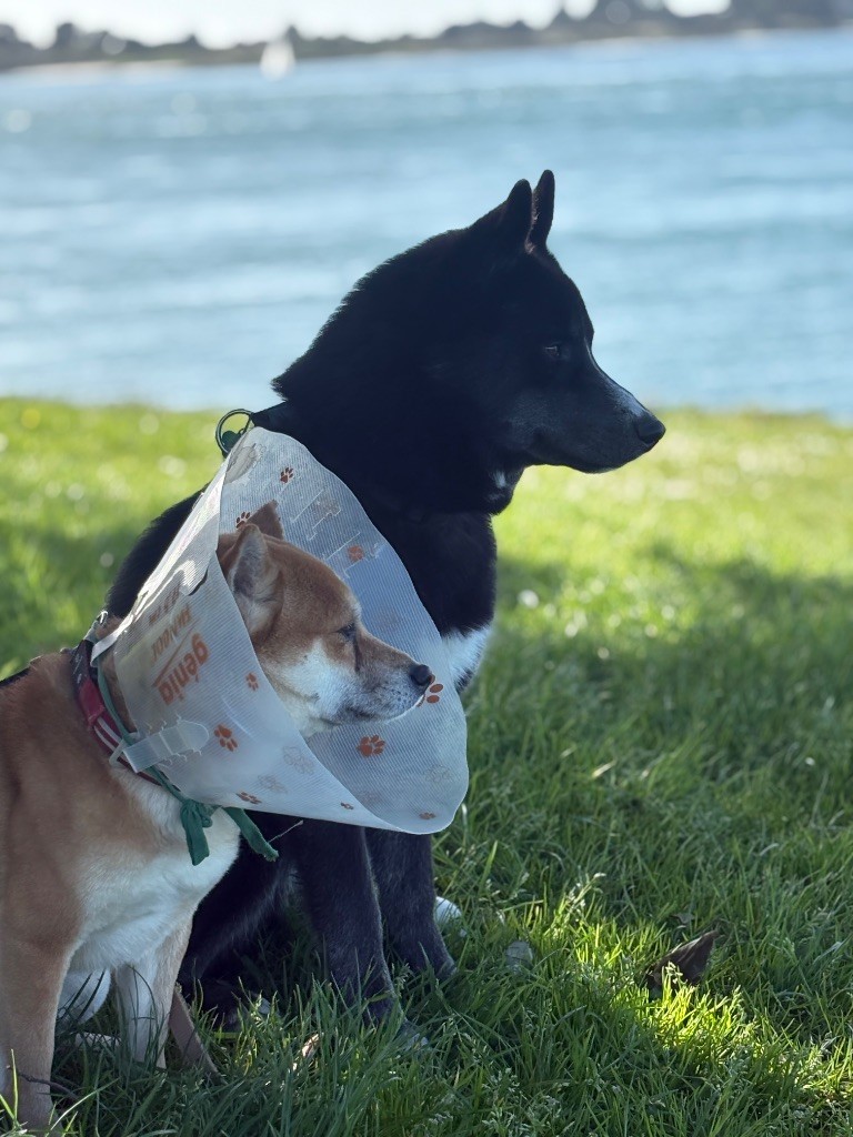 Publication : Laura Giudice