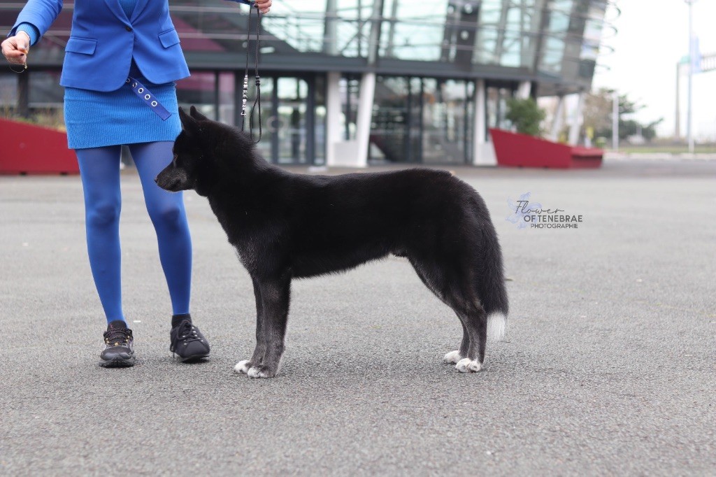 Publication : Laura Giudice