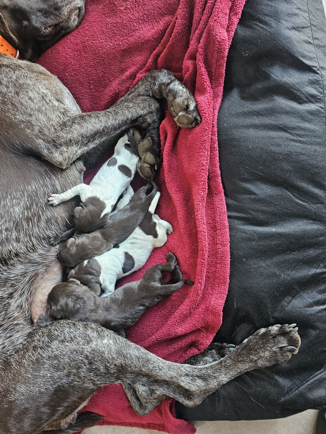 Chiot Braque allemand à poil court