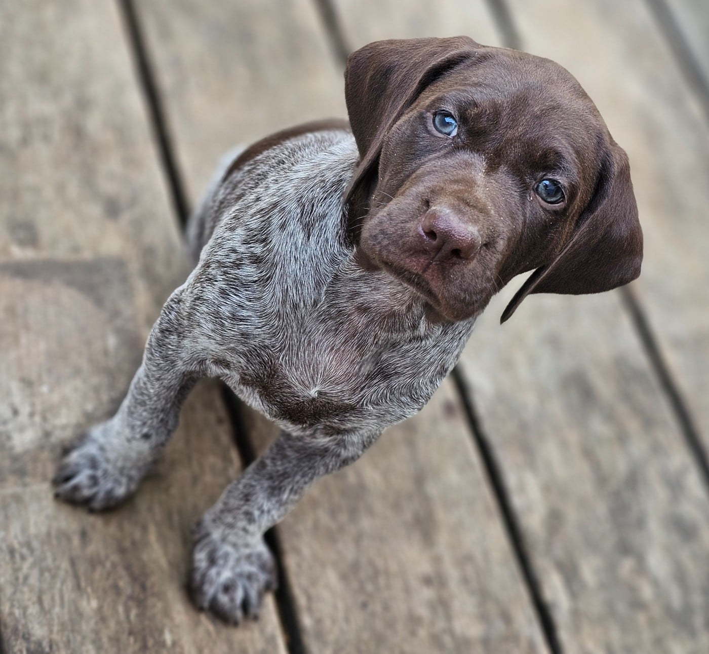 Chiot N°3