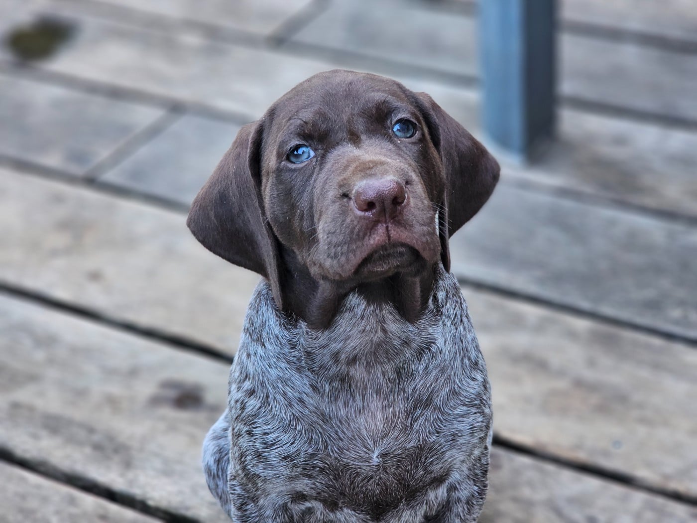 Chiot N°4