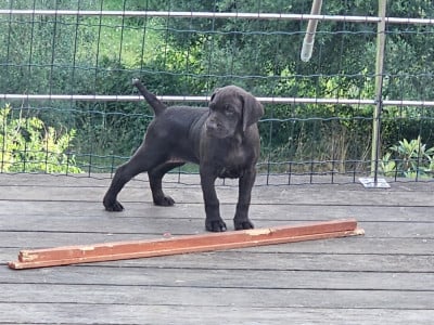 Les chiots de Braque allemand à poil court