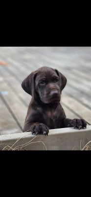 Les chiots de Braque allemand à poil court