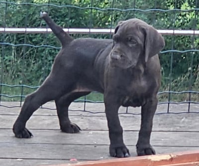Les chiots de Braque allemand à poil court