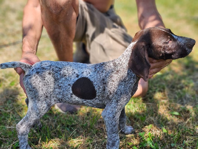 Les chiots de Braque allemand à poil court