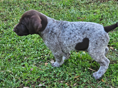 Les chiots de Braque allemand à poil court