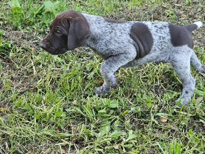 Les chiots de Braque allemand à poil court
