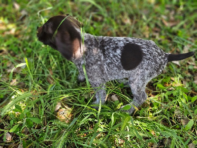 Les chiots de Braque allemand à poil court
