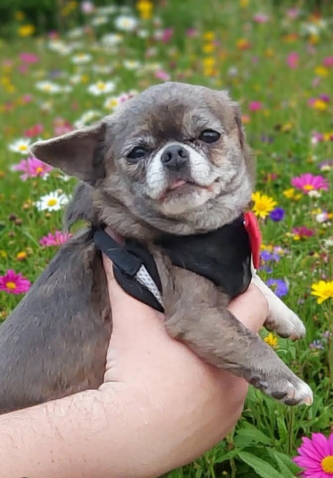 Sharlotte à la fraise des Petites Merveilles d'Aurore 