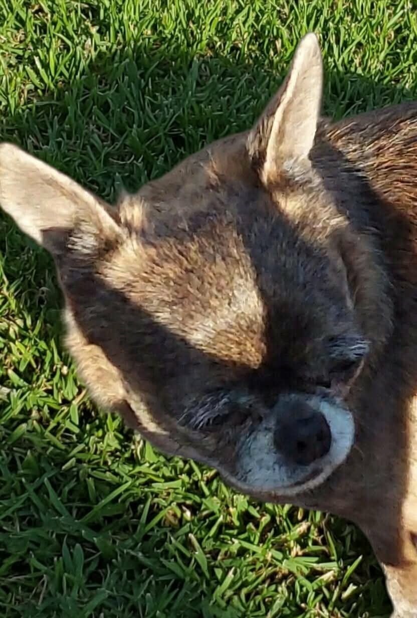 Sharlotte à la fraise des Petites Merveilles d'Aurore 