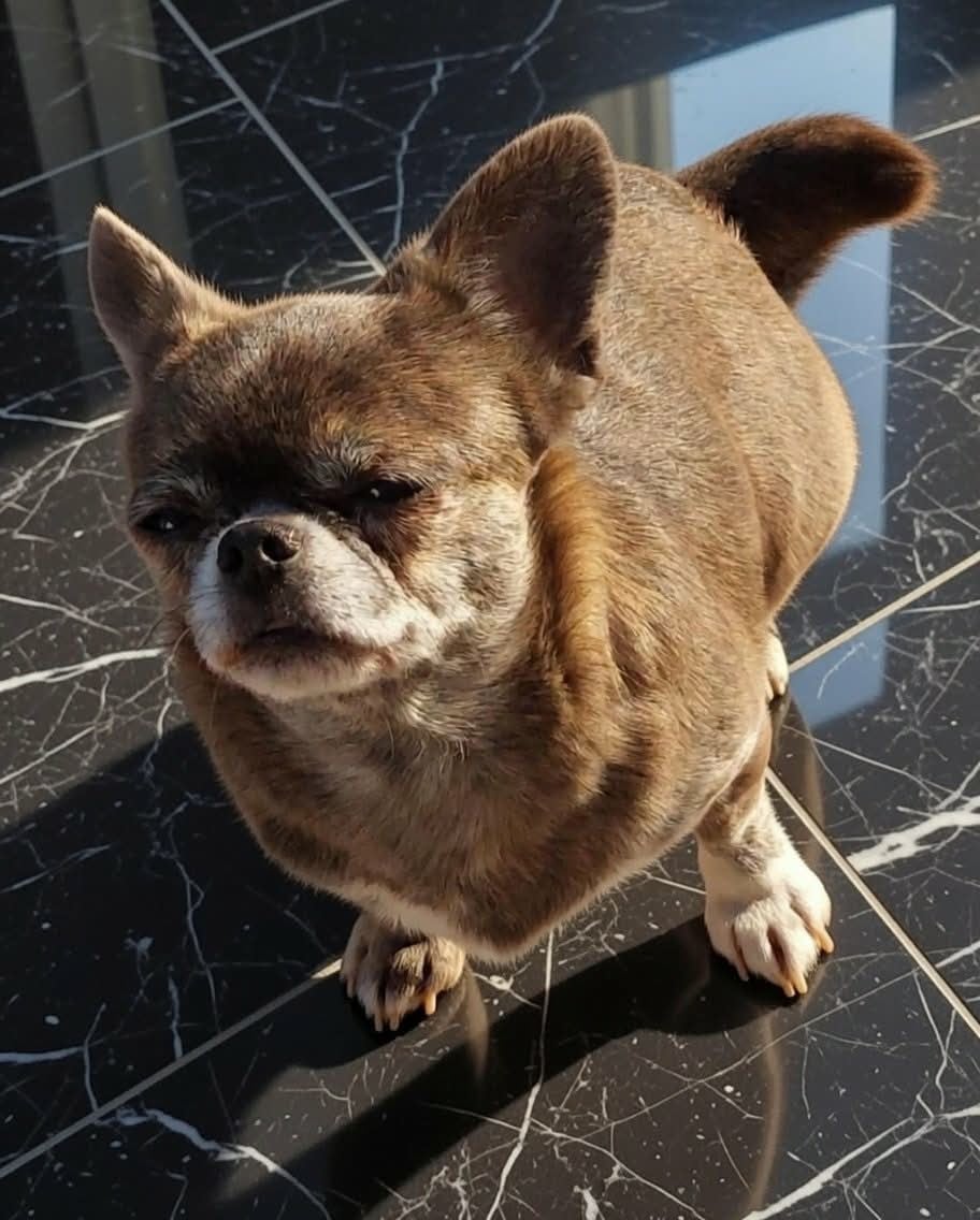 Sharlotte à la fraise des Petites Merveilles d'Aurore 