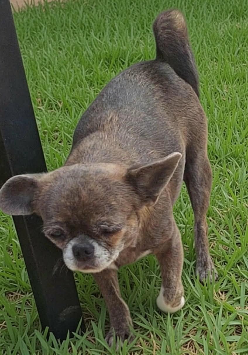 Sharlotte à la fraise des Petites Merveilles d'Aurore 