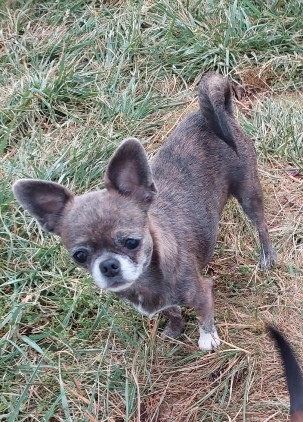 Sharlotte à la fraise des Petites Merveilles d'Aurore 