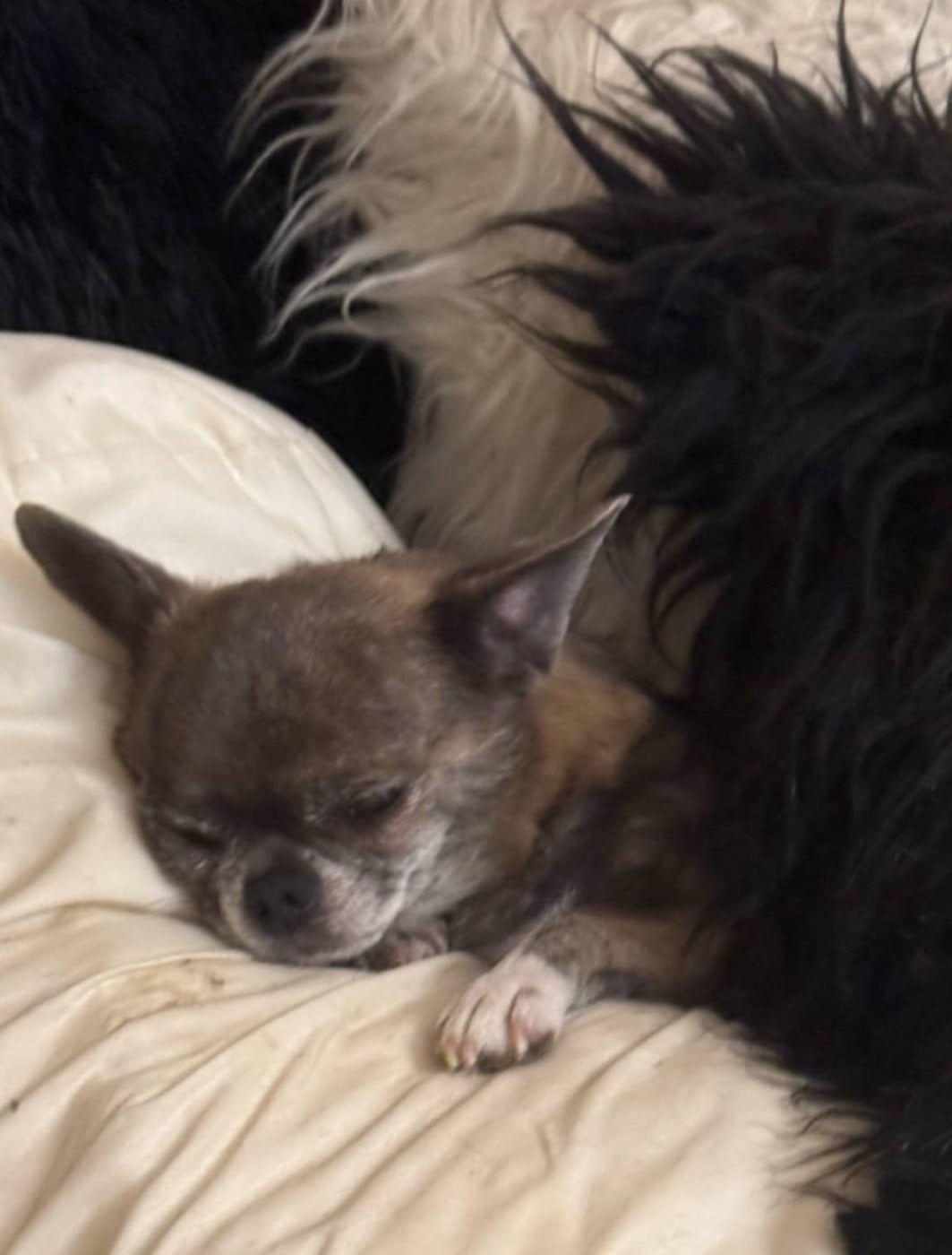 Sharlotte à la fraise des Petites Merveilles d'Aurore 