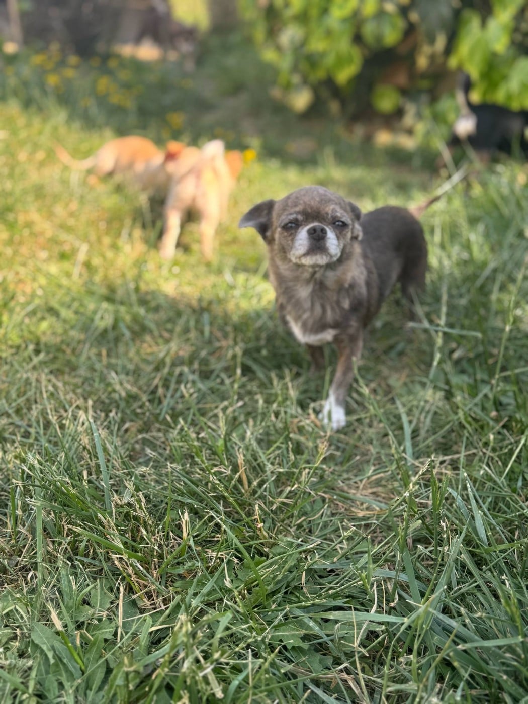 Sharlotte à la fraise des Petites Merveilles d'Aurore 