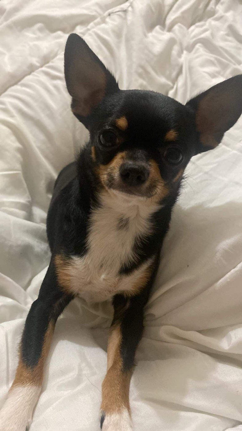 Simba du domaine de kerjonc