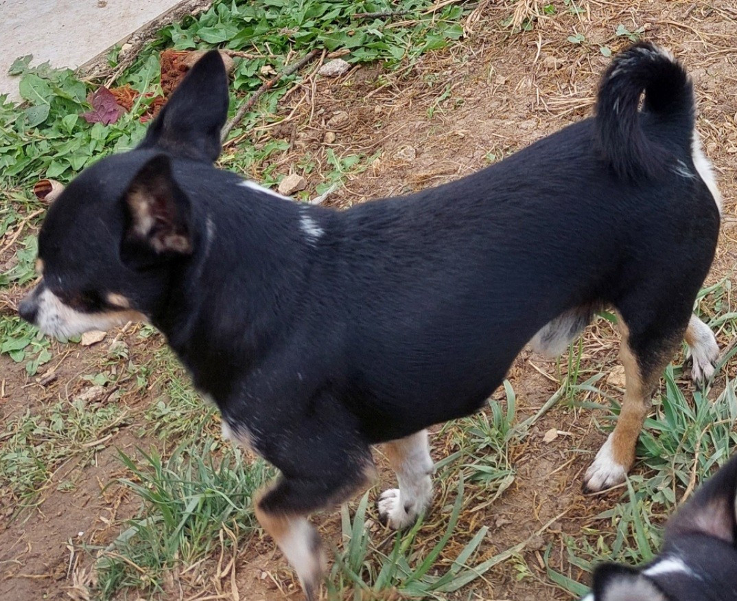 Simba du domaine de kerjonc