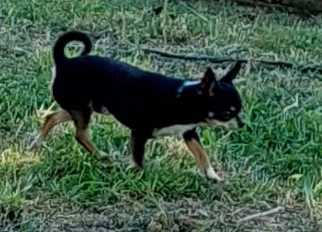 Simba du domaine de kerjonc