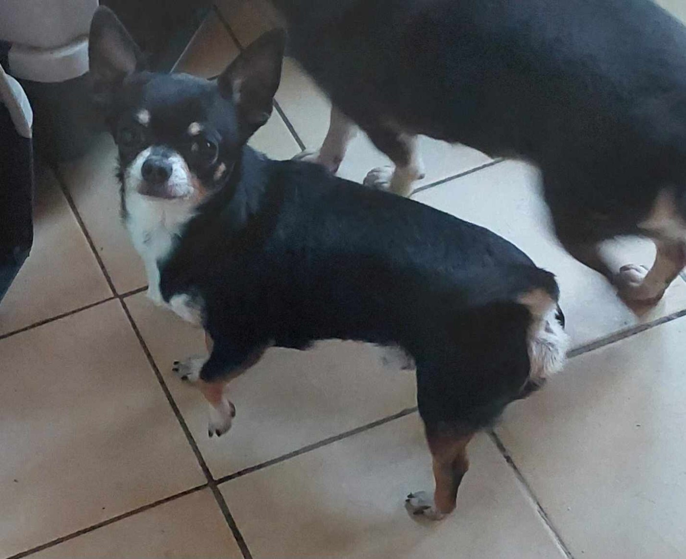 Simba du domaine de kerjonc