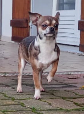 Les chiots de Chihuahua