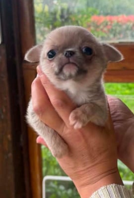 Les chiots de Chihuahua