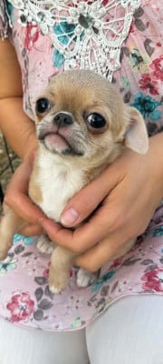 Les chiots de Chihuahua