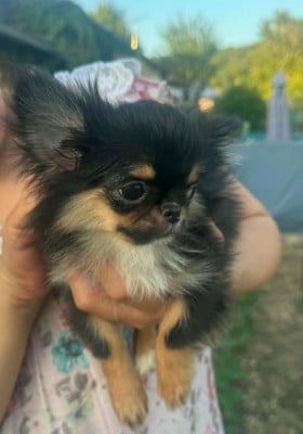 Les chiots de Chihuahua