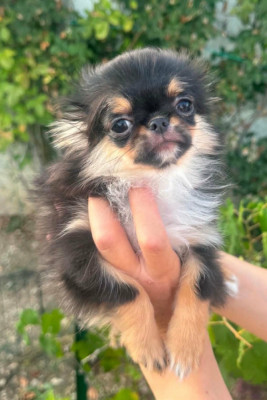 Les chiots de Chihuahua