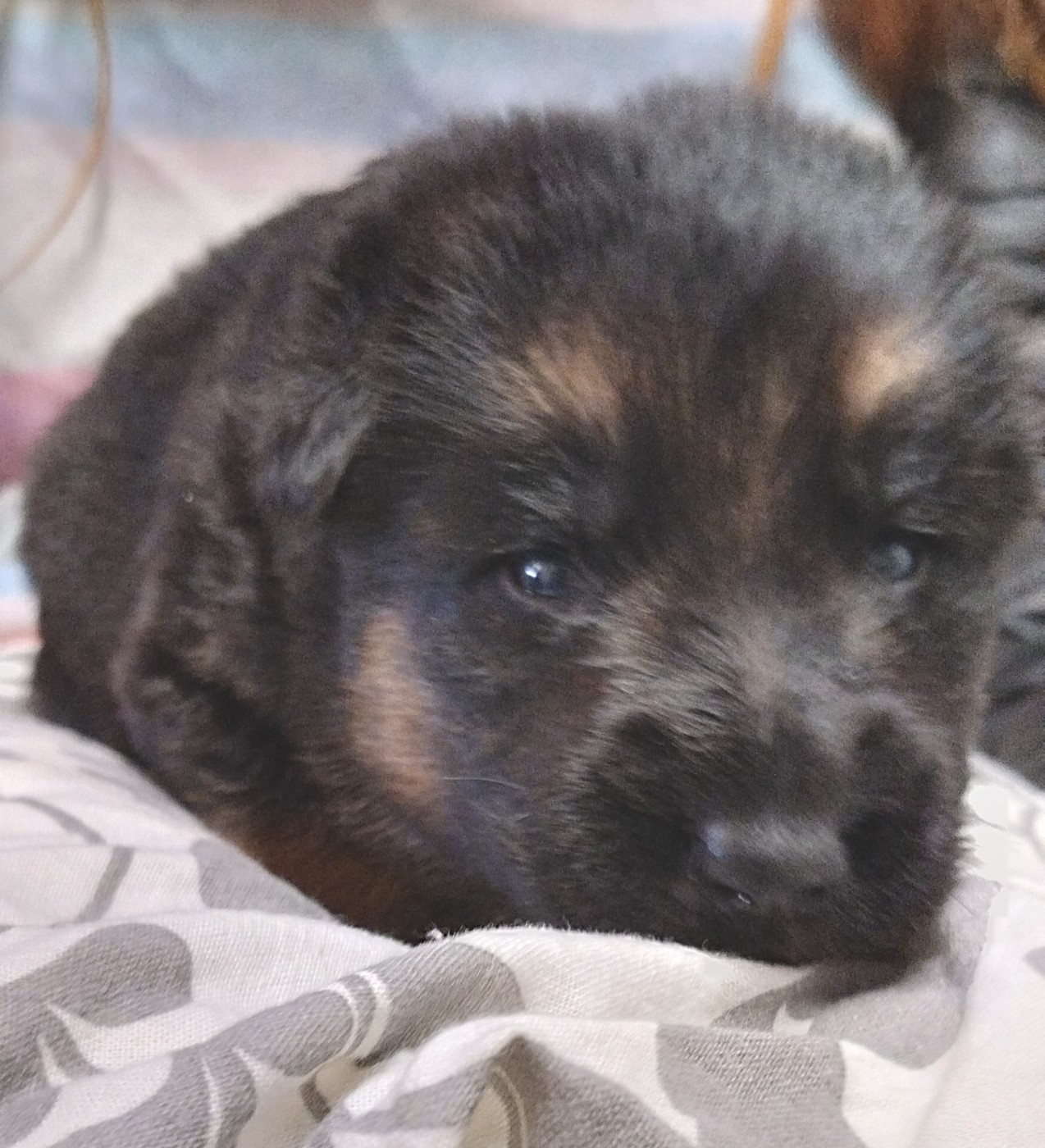 Boy - Berger Allemand