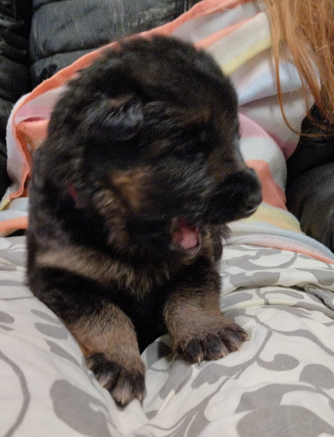 Balto - Berger Allemand
