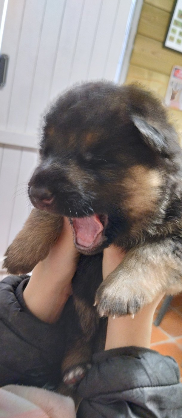 Black - Berger Allemand