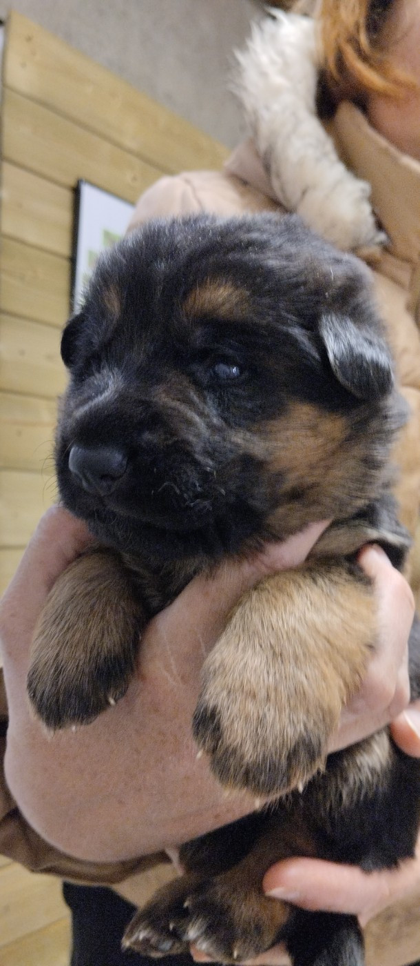 Boa - Berger Allemand