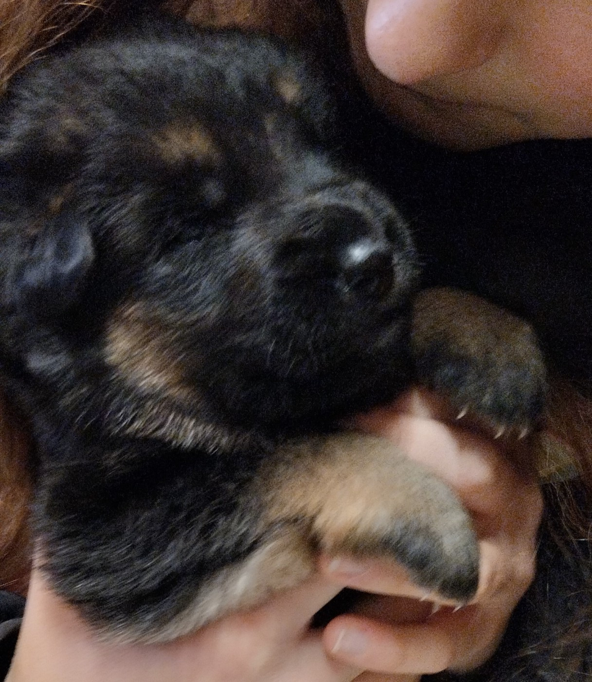 Bella - Berger Allemand