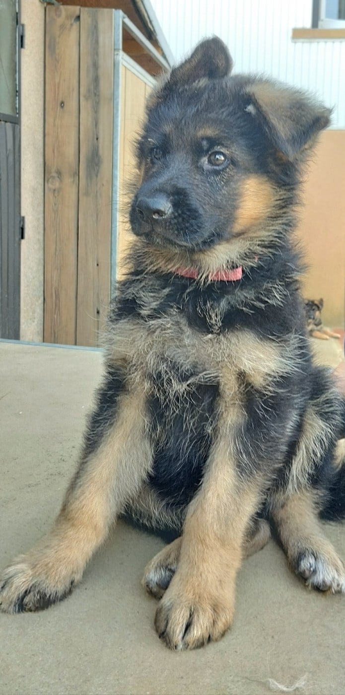 Balto