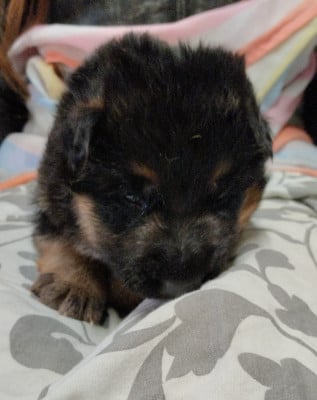 Les chiots de Berger Allemand