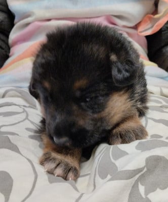 Les chiots de Berger Allemand
