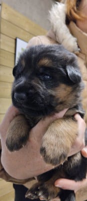 Les chiots de Berger Allemand